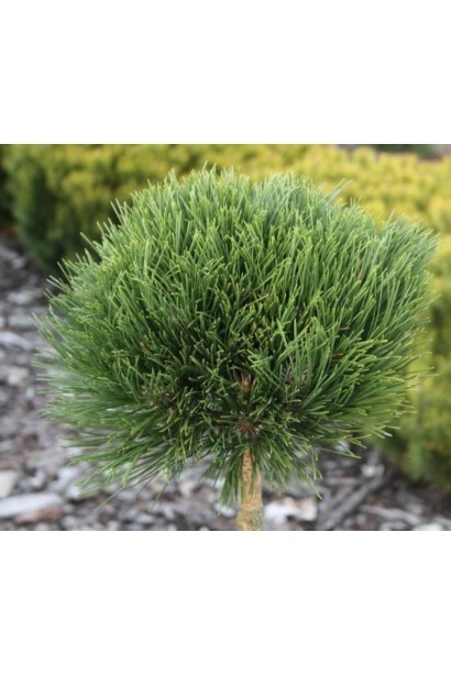 Сосна австрійська Кабаненсіс Нана - хво закриває верхівкові бруньки